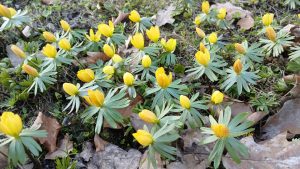 Besondere Flora in Waldhaus: Winterlinge (Erantis) vor dem Mausoleum